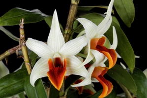 Dendrobium Jiaho Delight Diamond Orchids AM/AOS 86 pts.